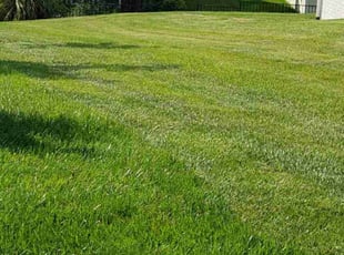 Mary P.'s grass maintenance service result