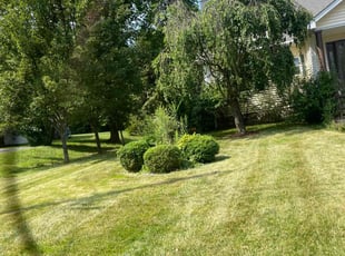 Sharon R.'s grass cutting service result