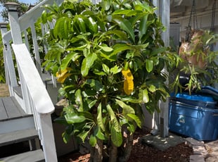 Ken P.'s grass maintenance service result