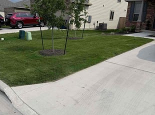 Chris P.'s turf care service result