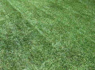 Demee G.'s lawn care services service result