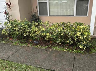 Farin K.'s Bush Trimming service result