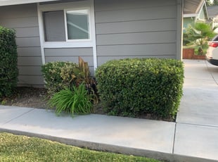 Tristin T.'s Bush Trimming service result