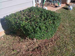 Linsey L.'s grass maintenance service result