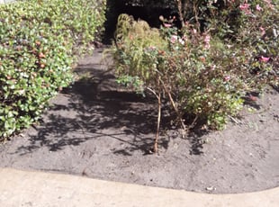 Bruce A.'s Flower Bed Weeding service result
