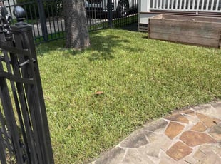 Tabitha S.'s turf care service result