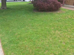 Peter D.'s turf care service result