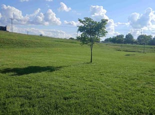 Joshua C.'s grass maintenance service result