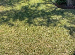 Chad H.'s grass maintenance service result