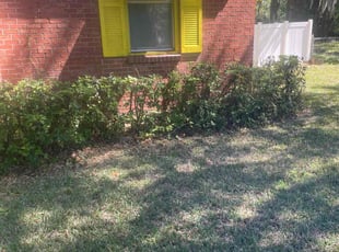 Robin K.'s Bush Trimming service result