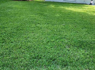 Nathaniel B.'s turf maintenance service result