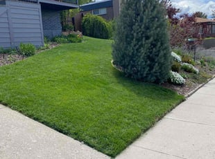 Anthony D.'s turf care service result