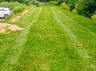 Maisoon M.'s grass cutting service result