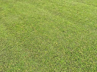 Juan V.'s turf maintenance service result