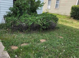 Alyson S.'s Bush Trimming service result