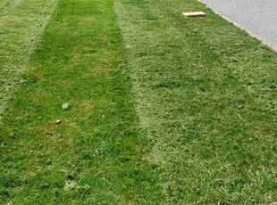 Donna T.'s turf maintenance service result