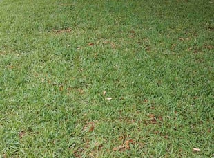 Brandy F.'s grass cutting service result