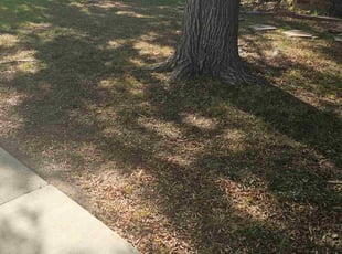 Joe W.'s turf maintenance service result