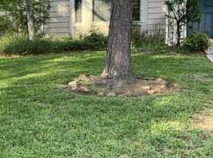 Lora G.'s turf care service result