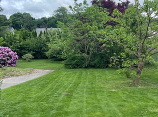 Noel S.'s grass cutting service result
