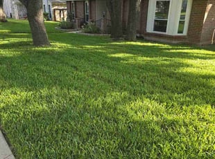 Uschas C.'s grass maintenance service result