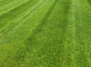 Joseph R.'s grass maintenance service result