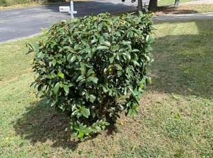 Brenda H.'s Bush Trimming service result