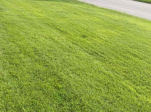 Keith G.'s lawn care service result