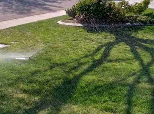 Beverly T.'s turf maintenance service result