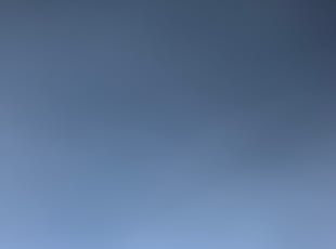 Jamarcia S.'s Bush Trimming service result