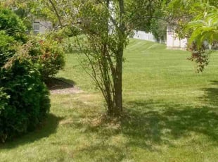 Chad M.'s Tree Care service result
