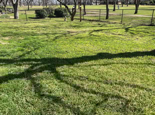 Sagar N.'s lawn care services service result