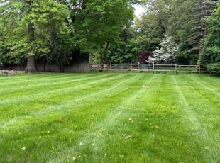 Edward C.'s lawn care service result