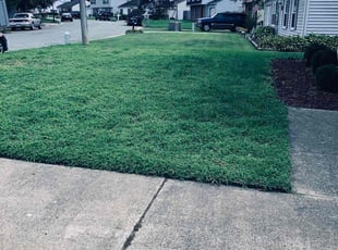 Pat R.'s grass maintenance service result