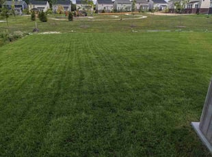 Tayler L.'s lawn care services service result