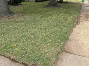 Lee W.'s turf care service result