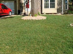 Claudia P.'s grass cutting service result