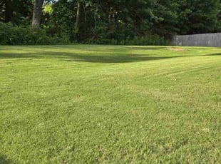 Sara B.'s grass cutting service result