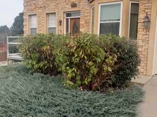 Jon M.'s Bush Trimming service result
