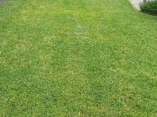 Mary T.'s lawn care service result