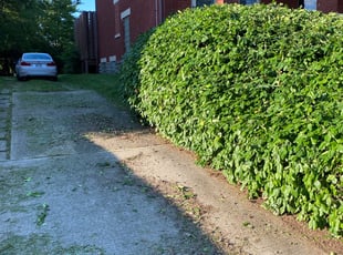 Sana F.'s Bush Trimming service result