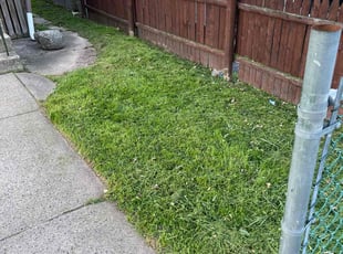 Nancy H.'s turf care service result