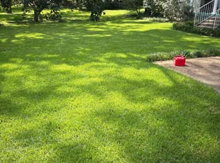 Lilli M.'s turf care service result