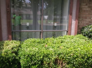 Amber D.'s Bush Trimming service result