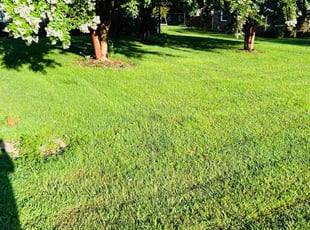 Theresa M.'s turf maintenance service result