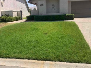 Yvette F.'s grass cutting service result