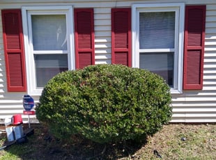Yakaria B.'s Bush Trimming service result