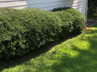 Tana K.'s Bush Trimming service result