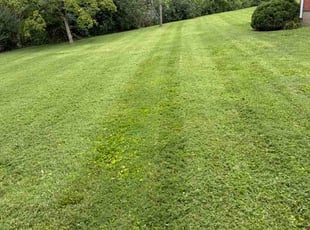 Naif A.'s lawn maintenance service result