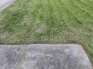 Deaundra B.'s turf maintenance service result